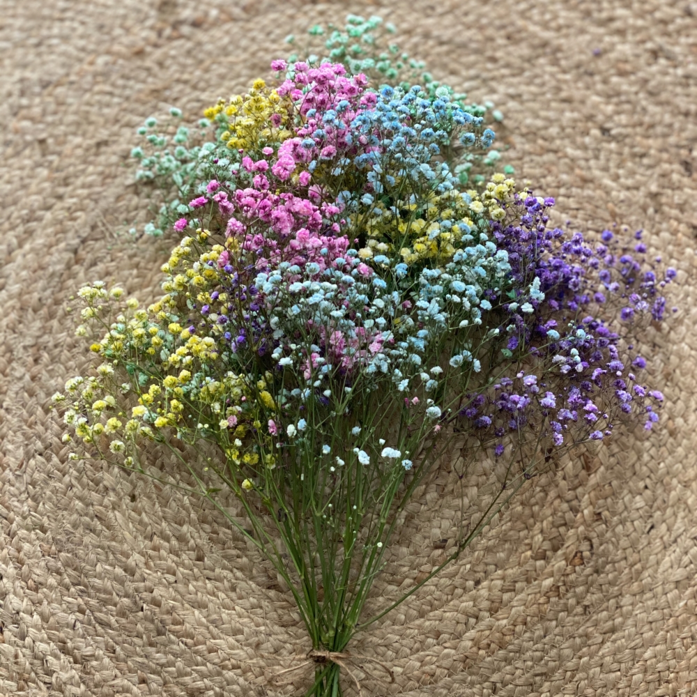 paniculata de colores